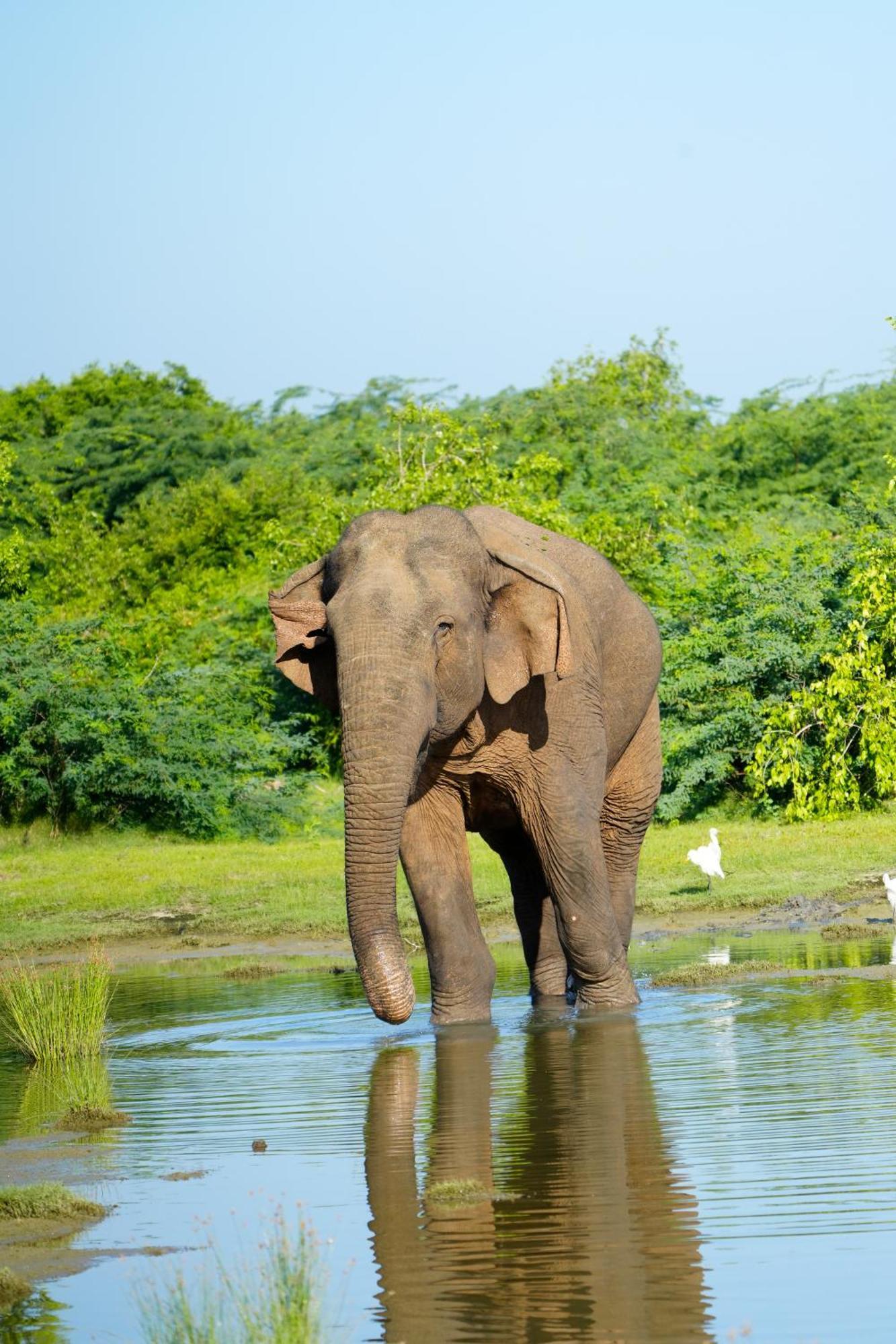 Bundala Flamingo Cotteges Hotell Hambantota Exteriör bild