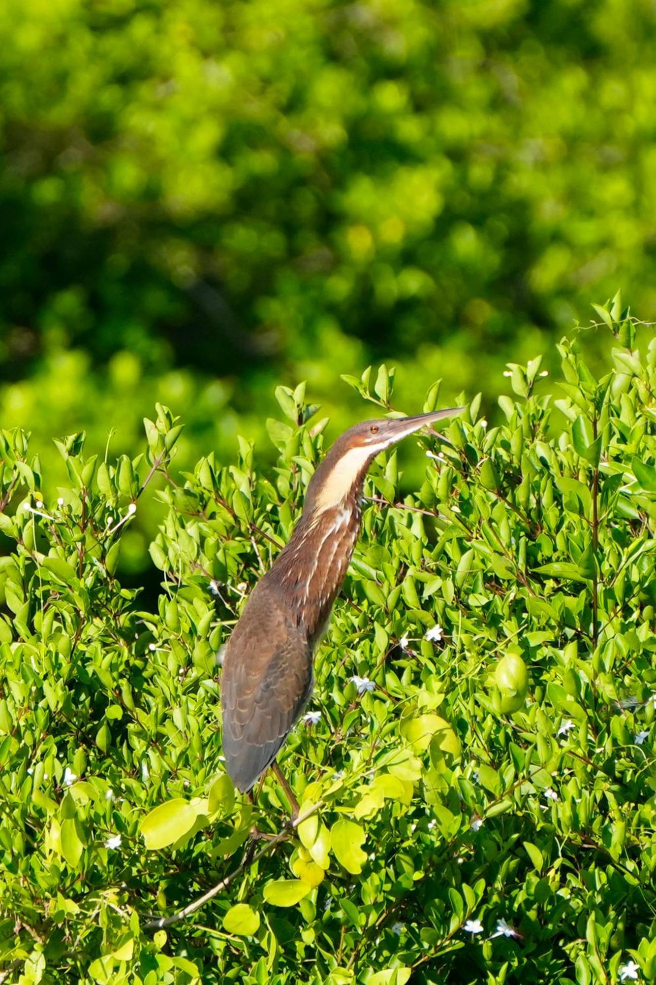 Bundala Flamingo Cotteges Hotell Hambantota Exteriör bild